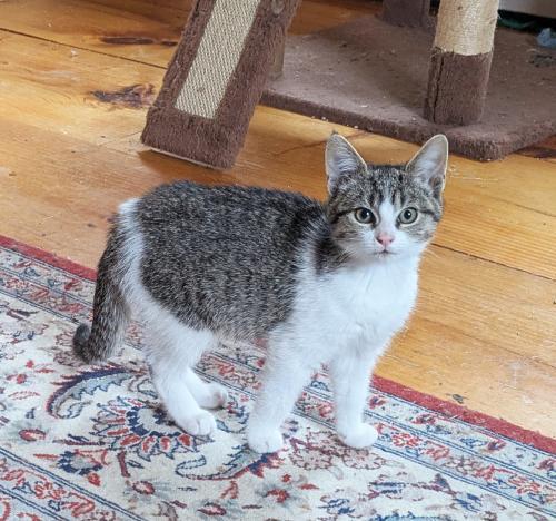 Enlarge Dolly, a Adoptable Domestic Short Hair in St. Johnsbury, VT image 1/1