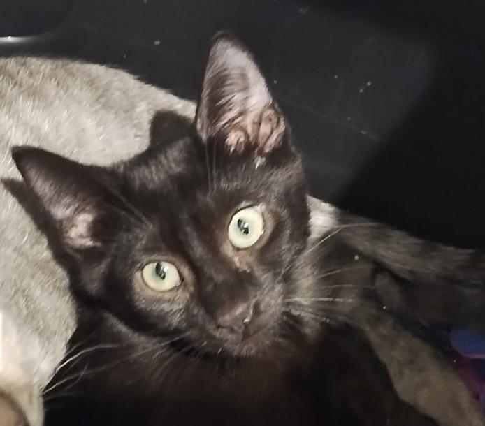 Pepper- A Hidden Little Treasure Waiting to Bloom, ADOPTABLE, Kitten Male Domestic Short Hair.
