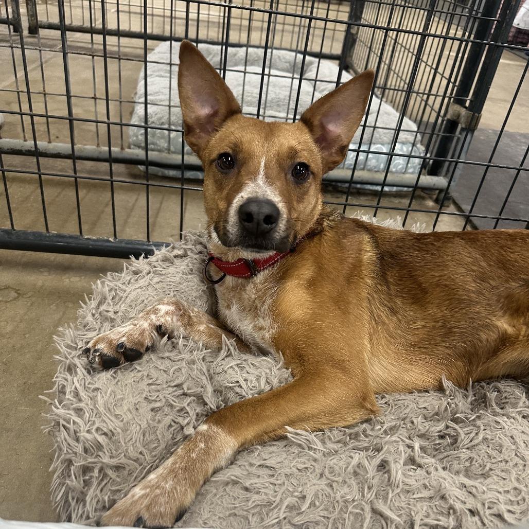 Cliff, Adoptable, Young Male Australian Cattle Dog / Blue Heeler & Cattle Dog.