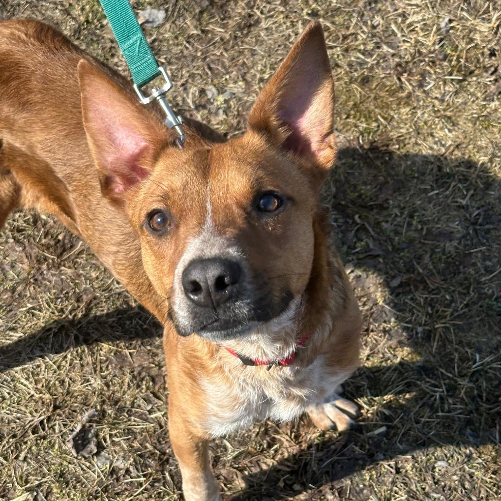 Cliff, Adoptable, Young Male Australian Cattle Dog / Blue Heeler & Cattle Dog.