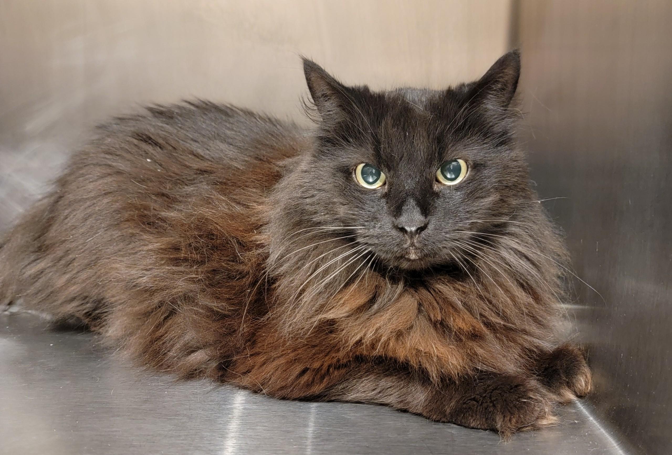 Bryan, Adoptable, Adult Male Domestic Long Hair.
