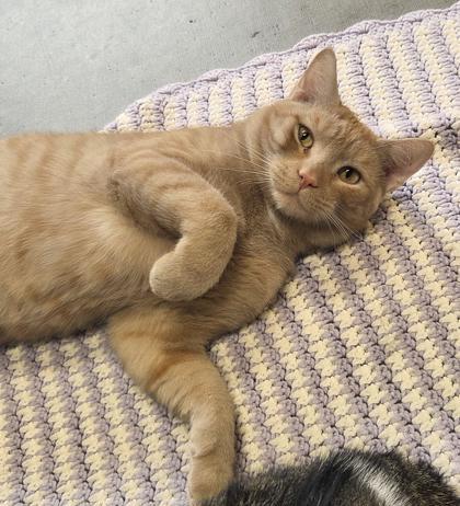 Enlarge Bellamy, a Adoptable mixed breed in South Bend, IN image 1/3