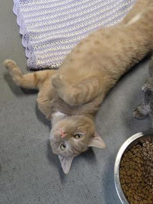 Enlarge Bellamy, a Adoptable mixed breed in South Bend, IN image 2/3