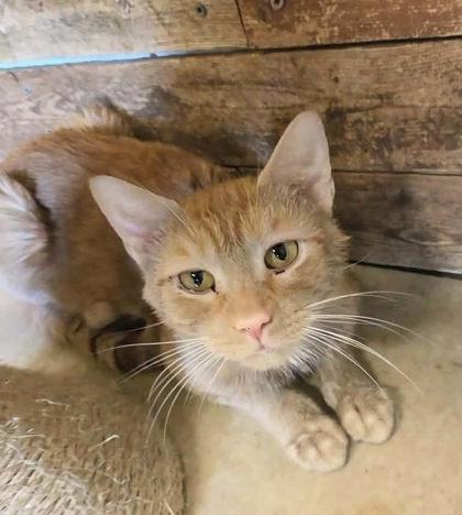 Bellamy, Adoptable, Adult Male Domestic Short Hair & Domestic Short Hair.