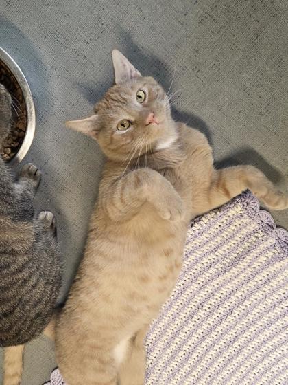 Enlarge Bellamy, a Adoptable mixed breed in South Bend, IN image 3/3