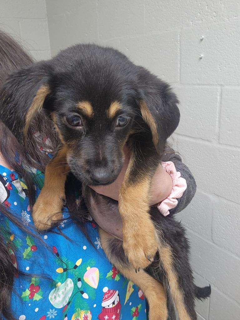 Enlarge Dani, a Adoptable mixed breed in Mocksville, NC image 1/1