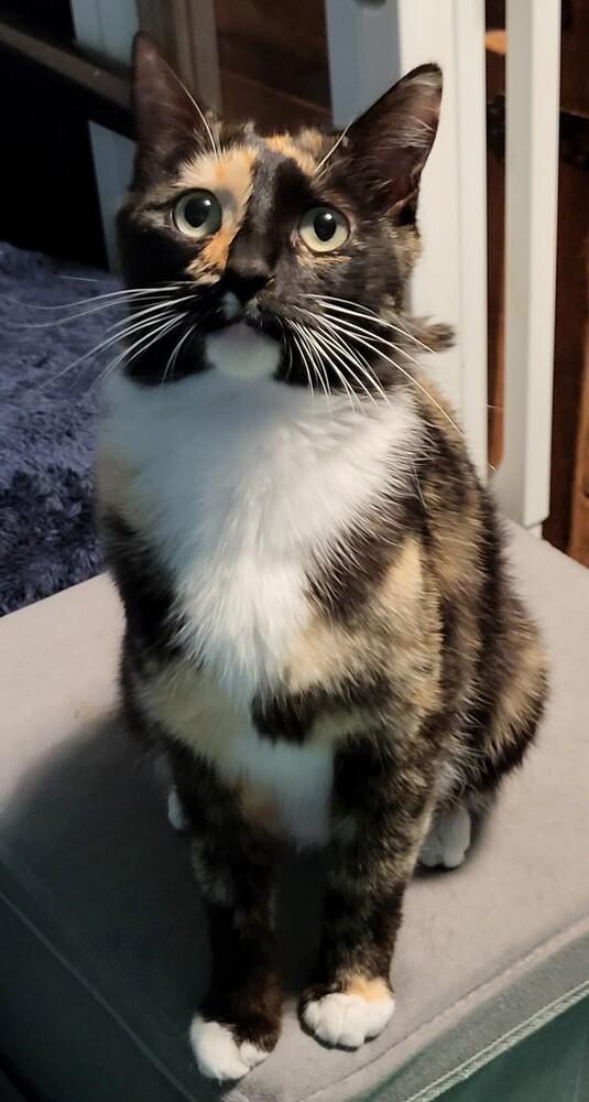 Enlarge MEADOW, a Adoptable Domestic Short Hair in Broomfield, CO image 1/3