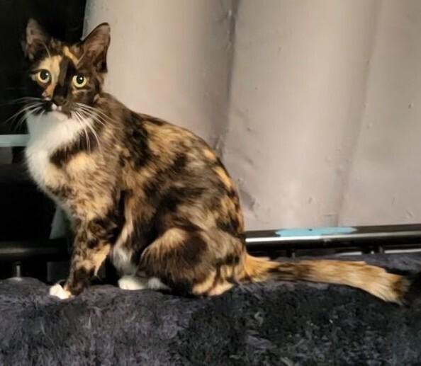 Enlarge MEADOW, a Adoptable Domestic Short Hair in Broomfield, CO image 2/3