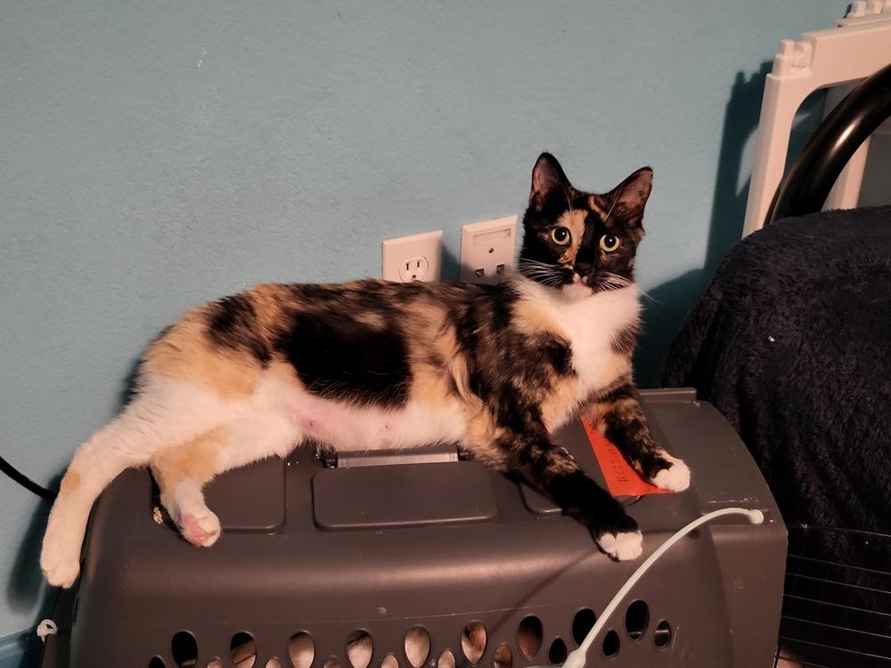 Enlarge MEADOW, a Adoptable Domestic Short Hair in Broomfield, CO image 3/3