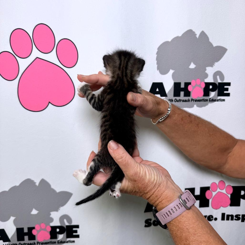 Enlarge Edmund, a Adoptable mixed breed in Milton, FL image 2/4
