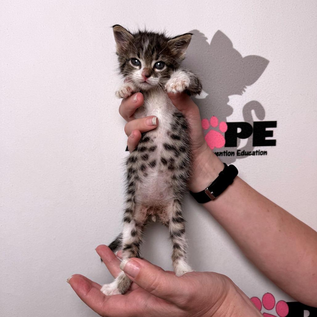 Enlarge Edmund, a Adoptable mixed breed in Milton, FL image 3/4