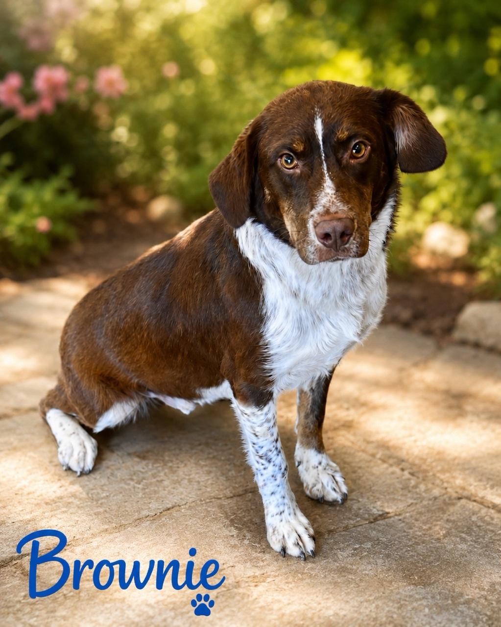 Enlarge Brownie, a ADOPTABLE mixed breed in Toms River, NJ image 1/1