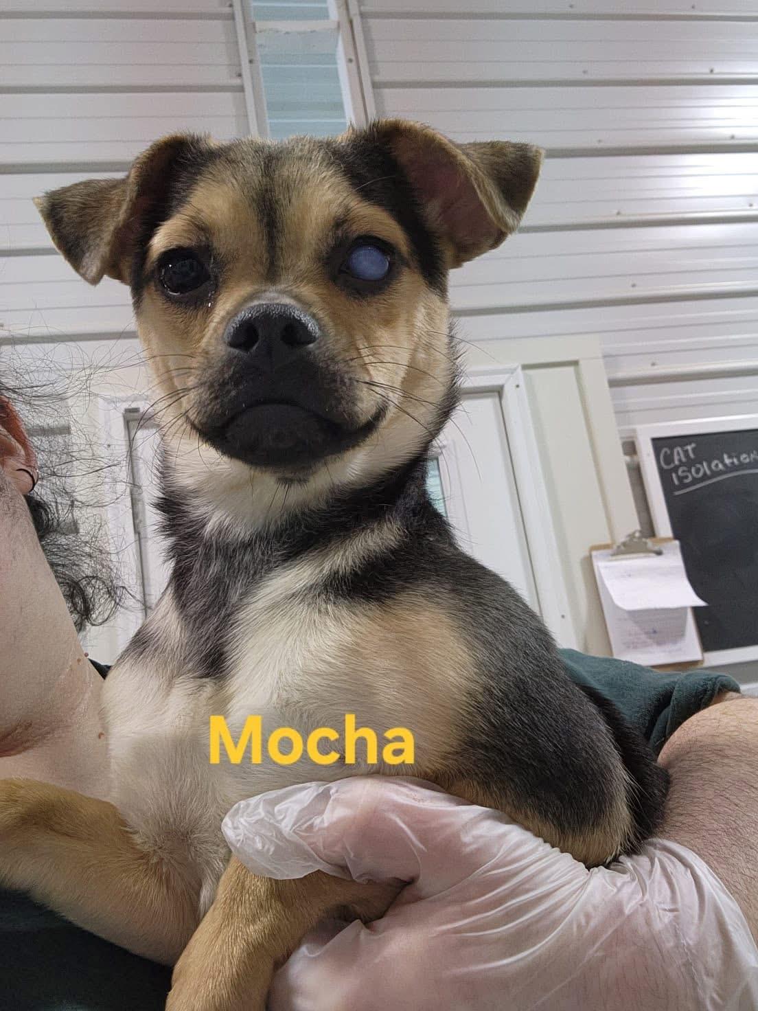 Mocha, Adoptable, Adult Female Chihuahua.