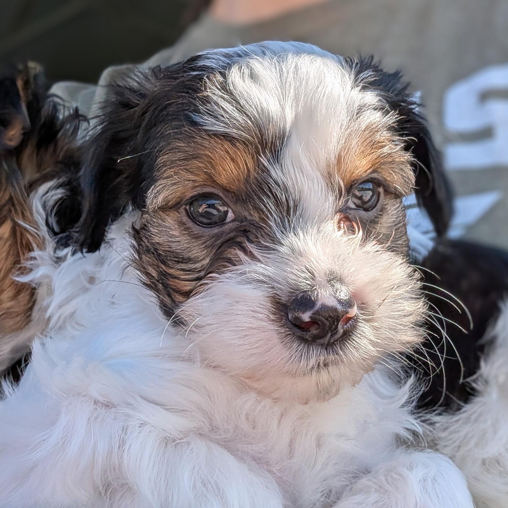 Cheerio, ADOPTABLE, Puppy Female Maltese & Miniature Schnauzer.