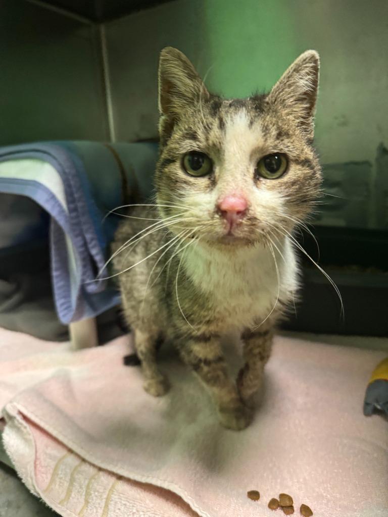 Dexie, Adoptable, Senior Female Domestic Short Hair.