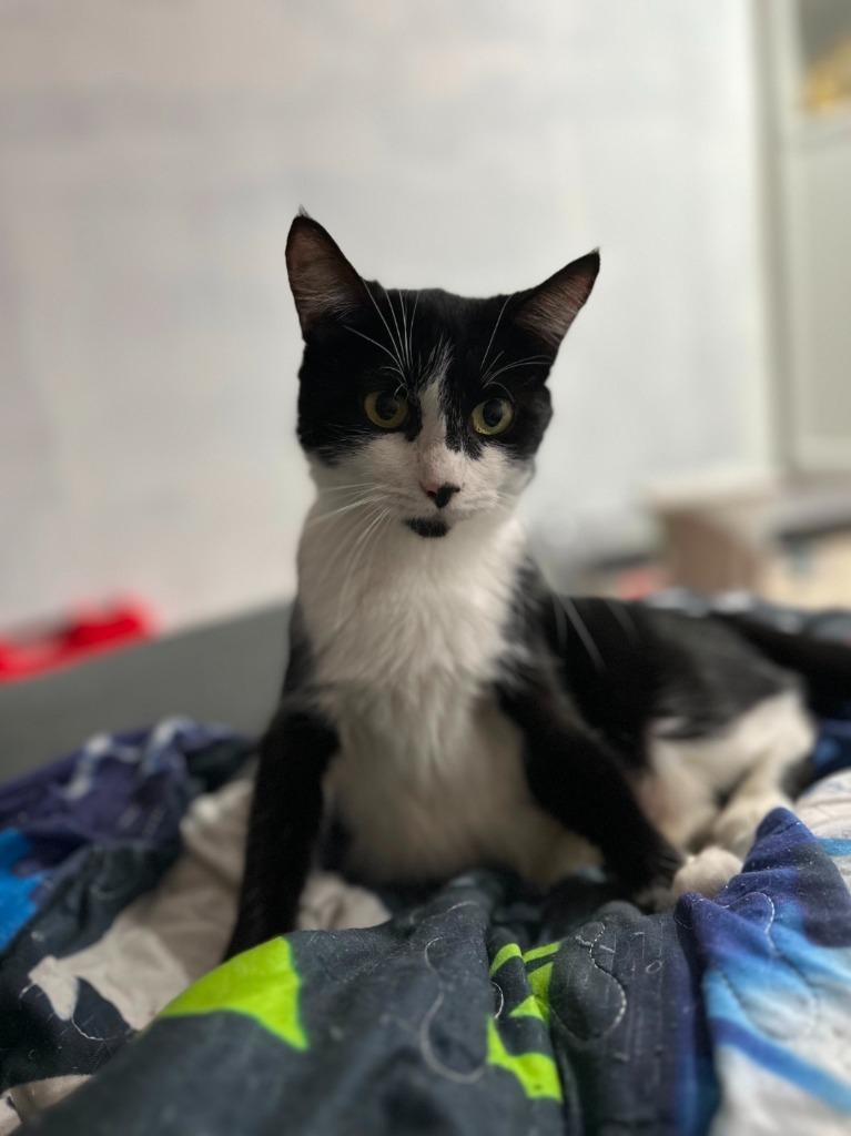 Isis, Adoptable, Young Female Domestic Short Hair.