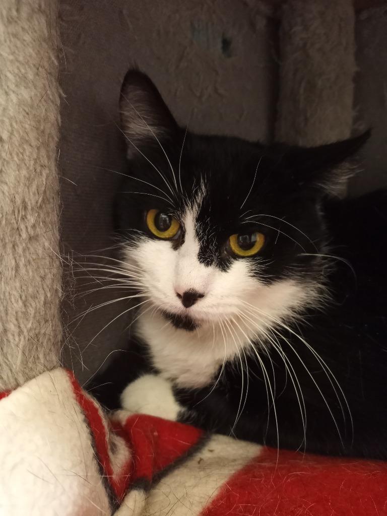 Enlarge Isis, a Adoptable mixed breed in Hamilton, OH image 2/3