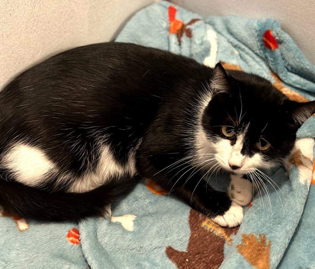 Isis, Adoptable, Young Female Domestic Short Hair.