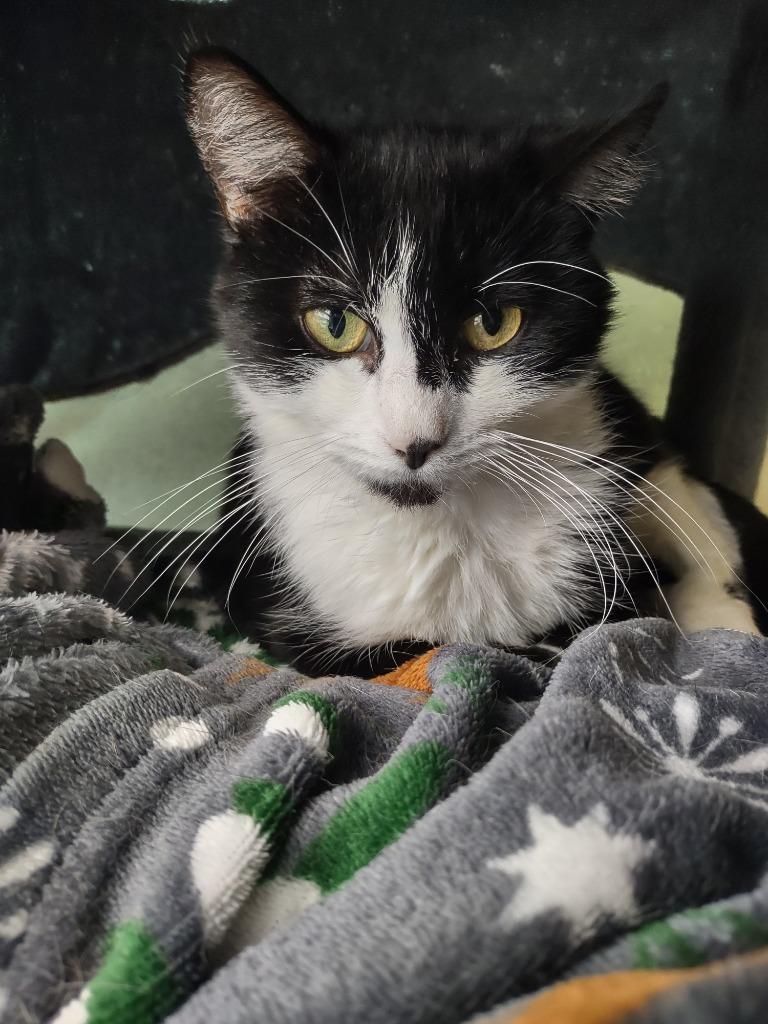Enlarge Isis, a Adoptable mixed breed in Hamilton, OH image 2/3