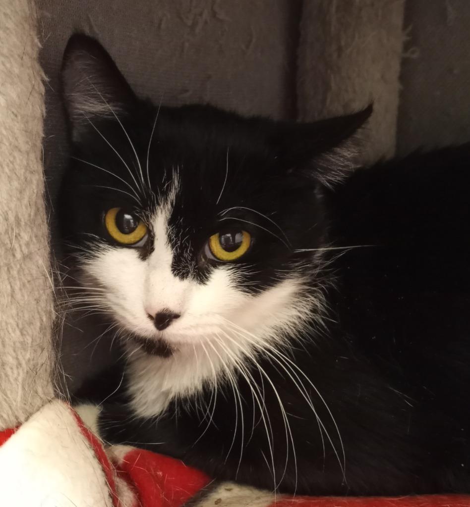 Enlarge Isis, a Adoptable mixed breed in Hamilton, OH image 3/3