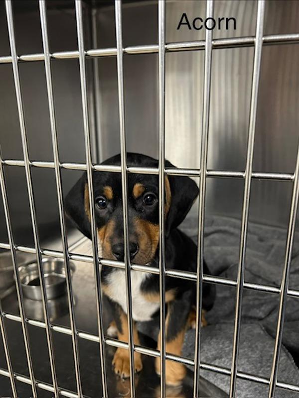 Acorn, Adoptable, Puppy Male Hound.