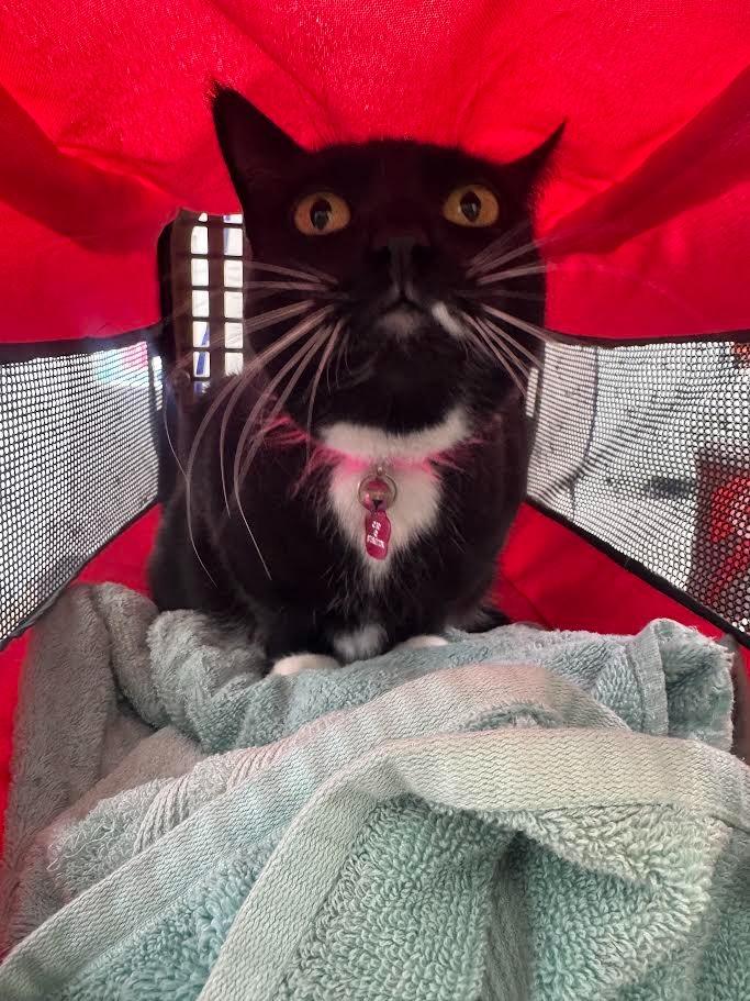 Cleo, Adoptable, Adult Female Domestic Short Hair.