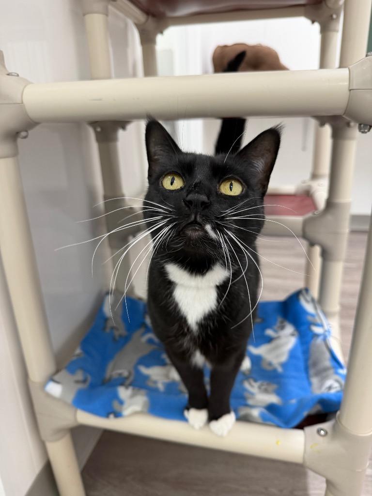 Enlarge Cleo, a Adoptable mixed breed in Glenfield, NY image 2/2