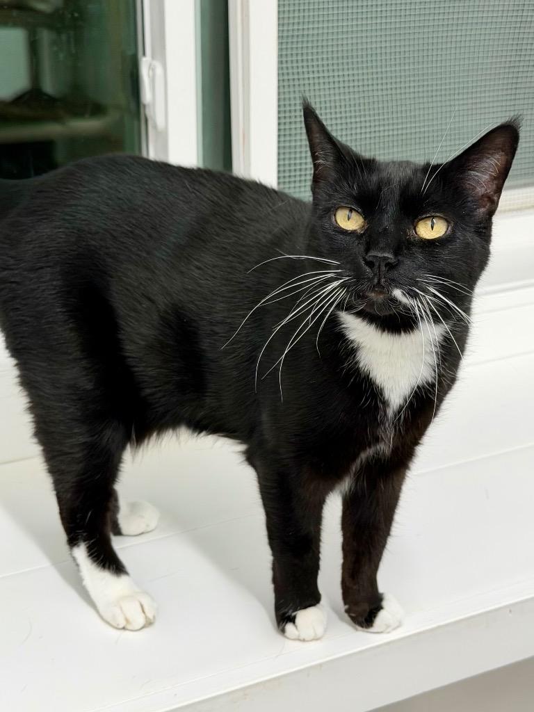 Enlarge Cleo, a Adoptable mixed breed in Glenfield, NY image 3/3