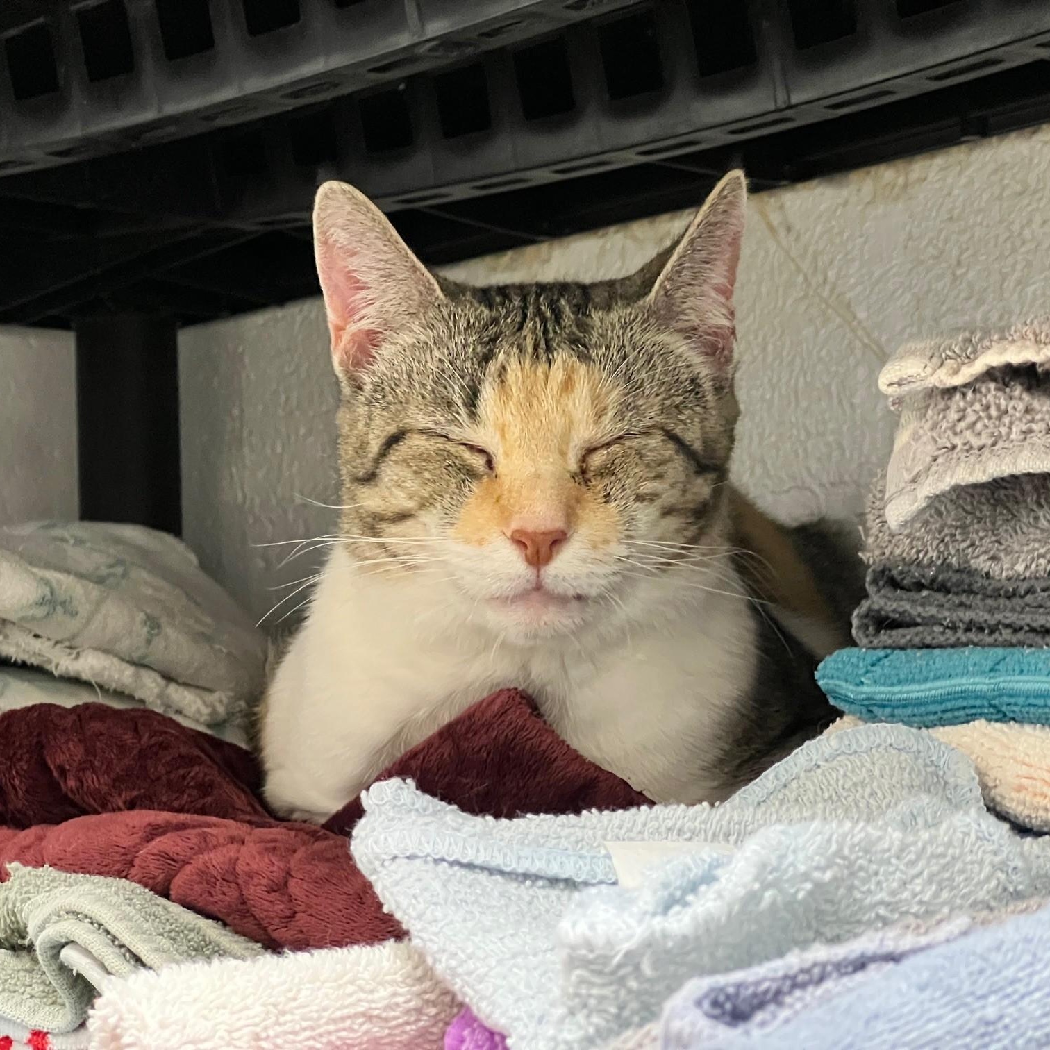 Megan, ADOPTABLE, Adult Female Domestic Short Hair.