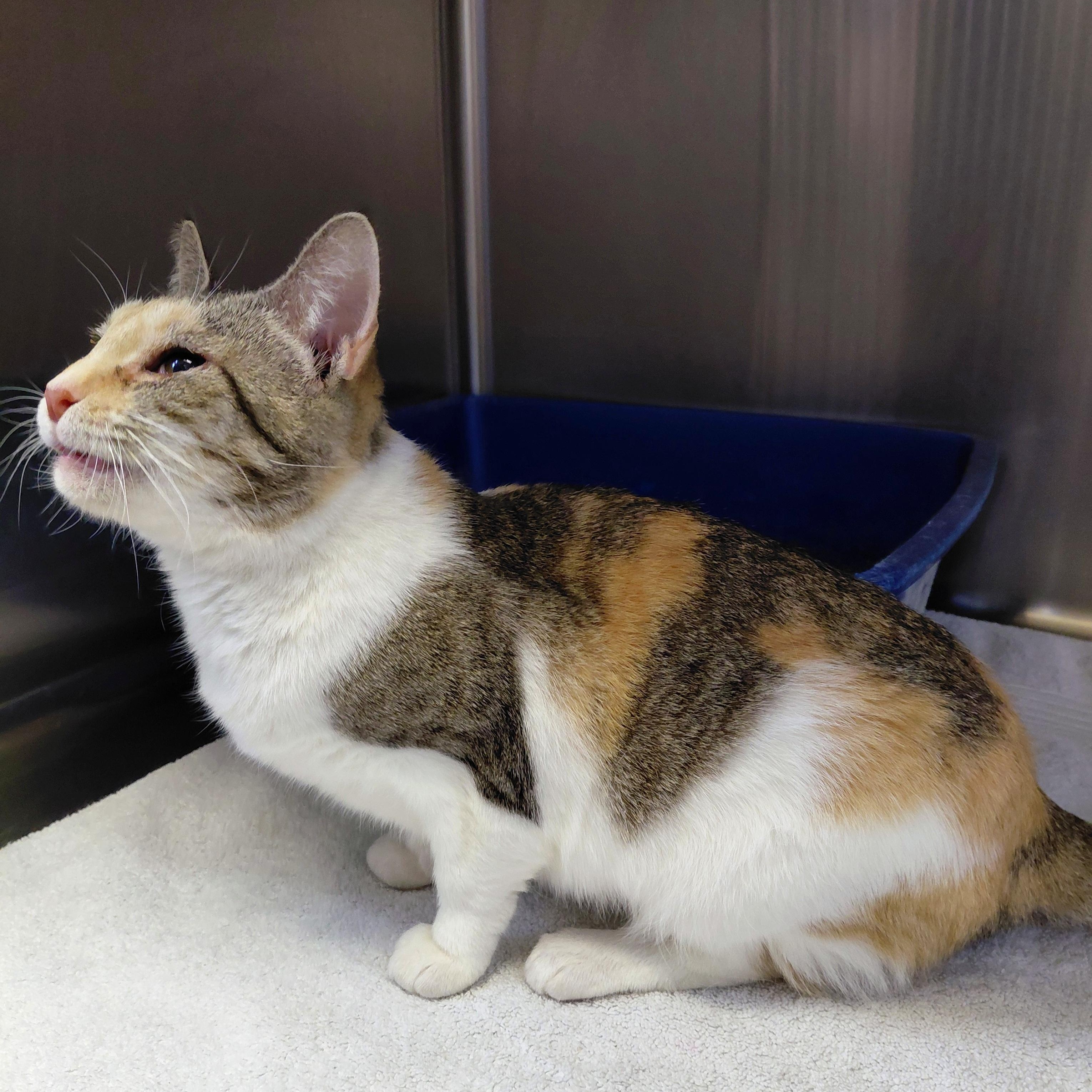 Enlarge Megan, a ADOPTABLE Domestic Short Hair in Stanley, VA image 2/4