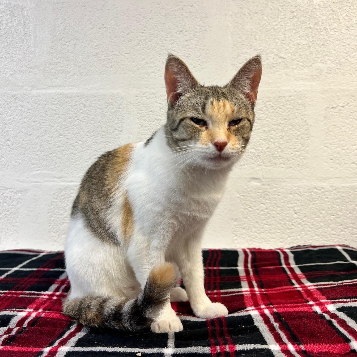 Enlarge Megan, a ADOPTABLE Domestic Short Hair in Stanley, VA image 3/4