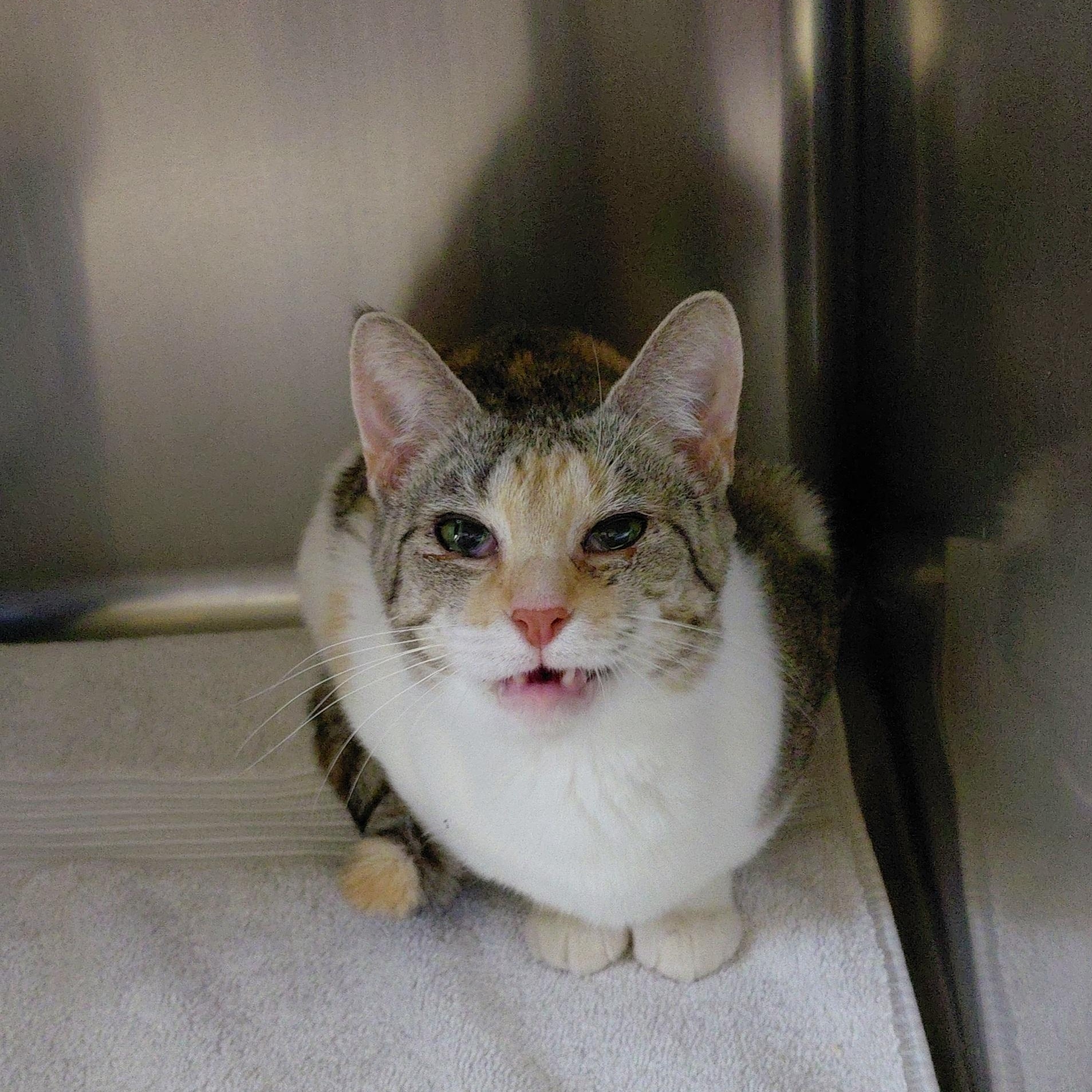 Enlarge Megan, a ADOPTABLE Domestic Short Hair in Stanley, VA image 4/4