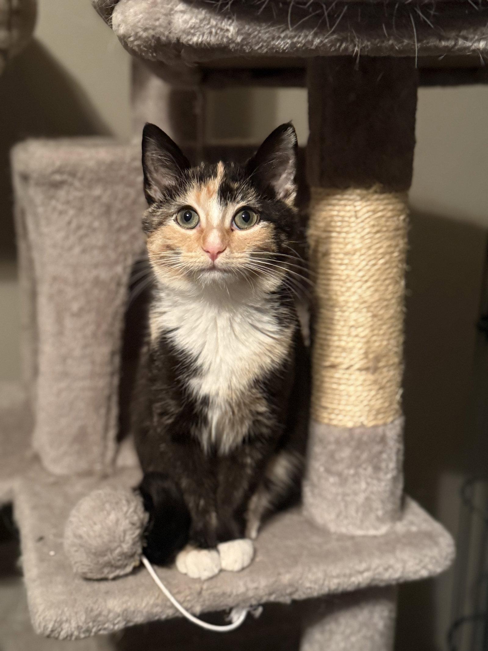 Enlarge Leilani, a Adoptable Calico in Fenton, MO image 1/2