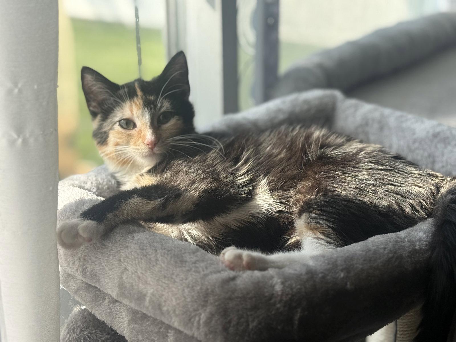 Enlarge Leilani, a Adoptable Calico in Fenton, MO image 2/2