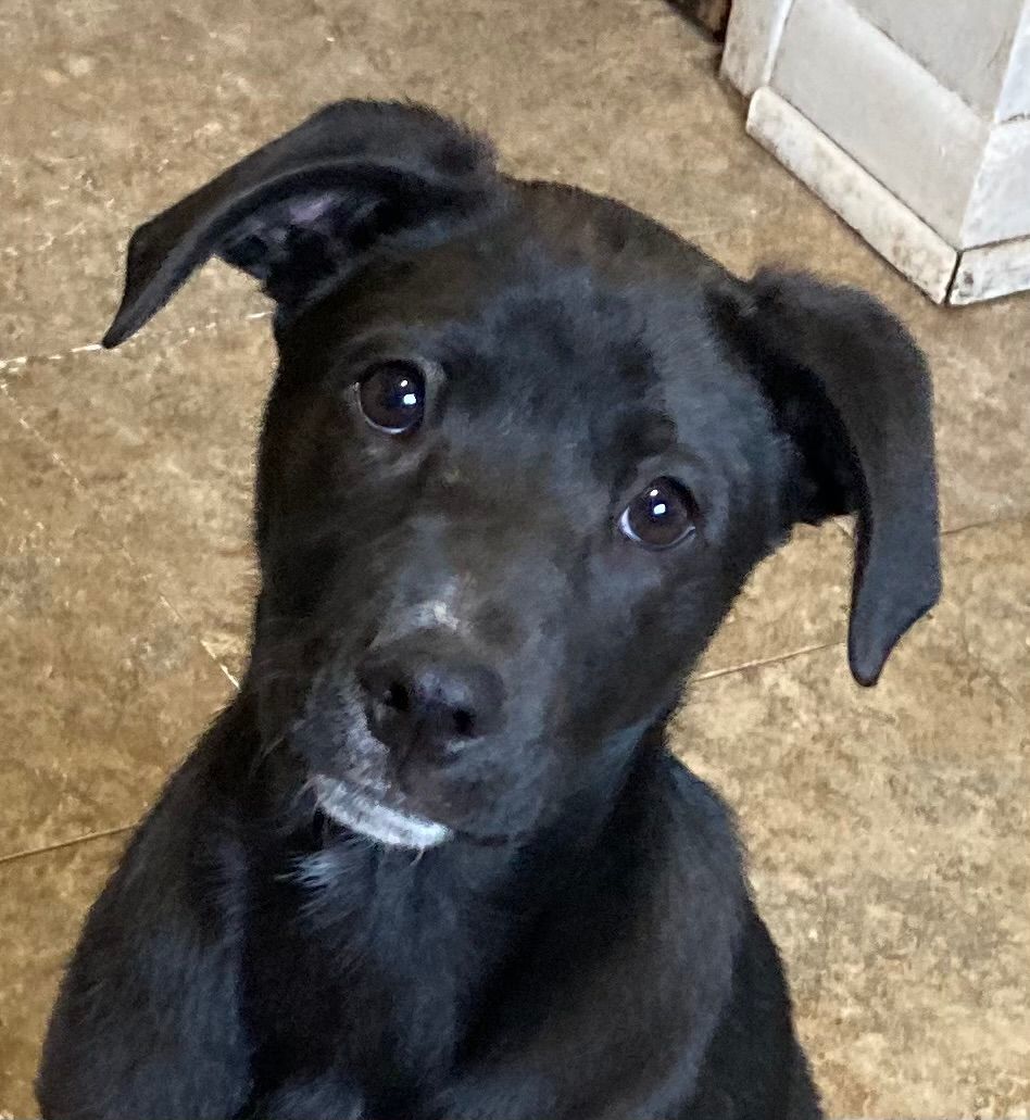 Enlarge Eve, a Adoptable mixed breed in Boiling Springs, PA image 1/3