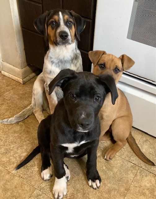 Enlarge Eve, a Adoptable mixed breed in Boiling Springs, PA image 2/3