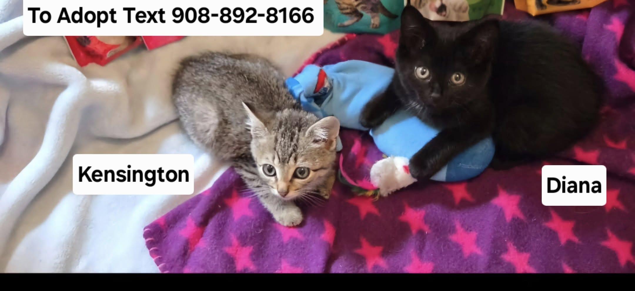 Diana and Kensington, Adopted, Kitten Male Domestic Short Hair.