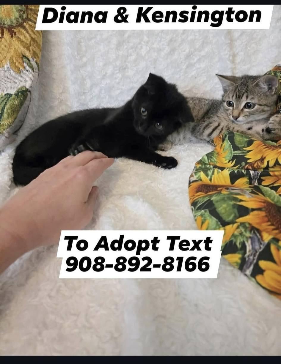 Enlarge Diana and Kensington, a Adopted mixed breed in Bridgewater, NJ image 2/6