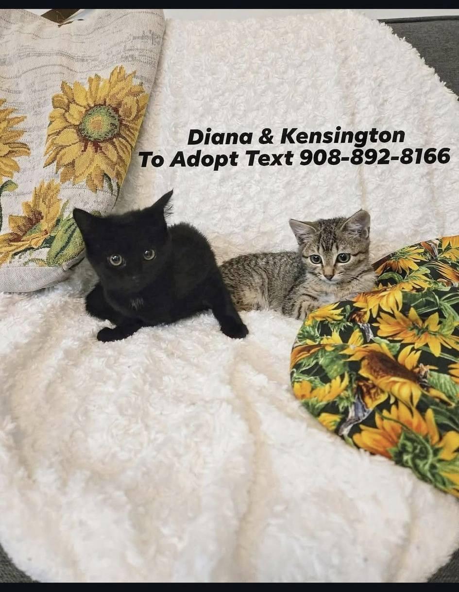 Enlarge Diana and Kensington, a Adopted mixed breed in Bridgewater, NJ image 3/6