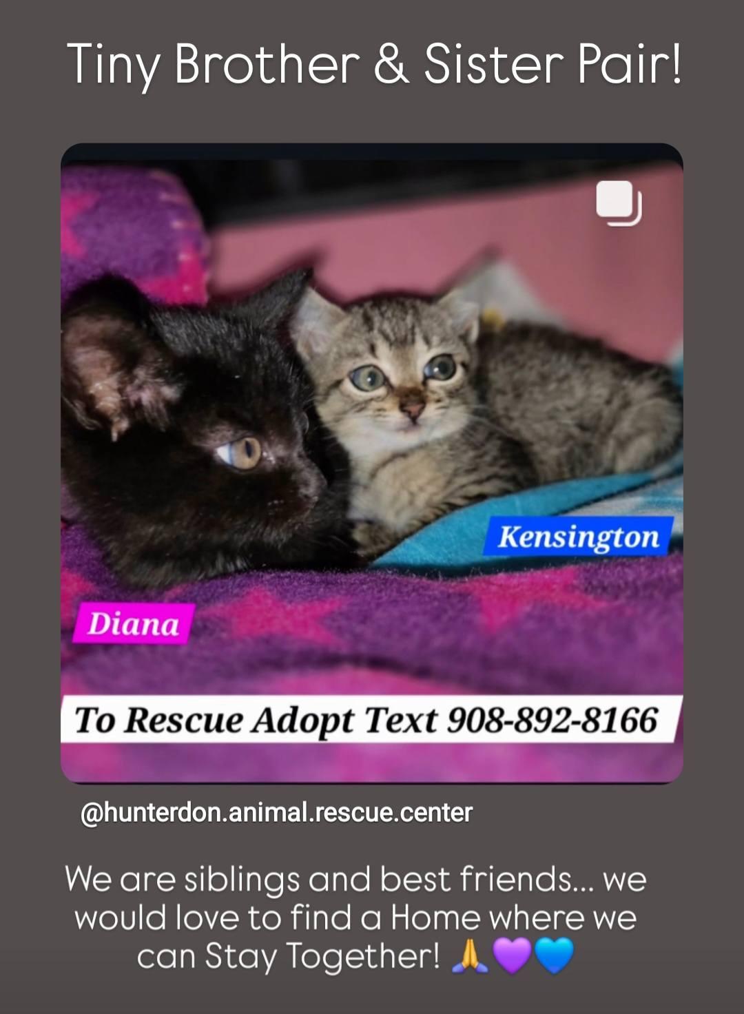 Enlarge Diana and Kensington, a Adopted mixed breed in Bridgewater, NJ image 5/6