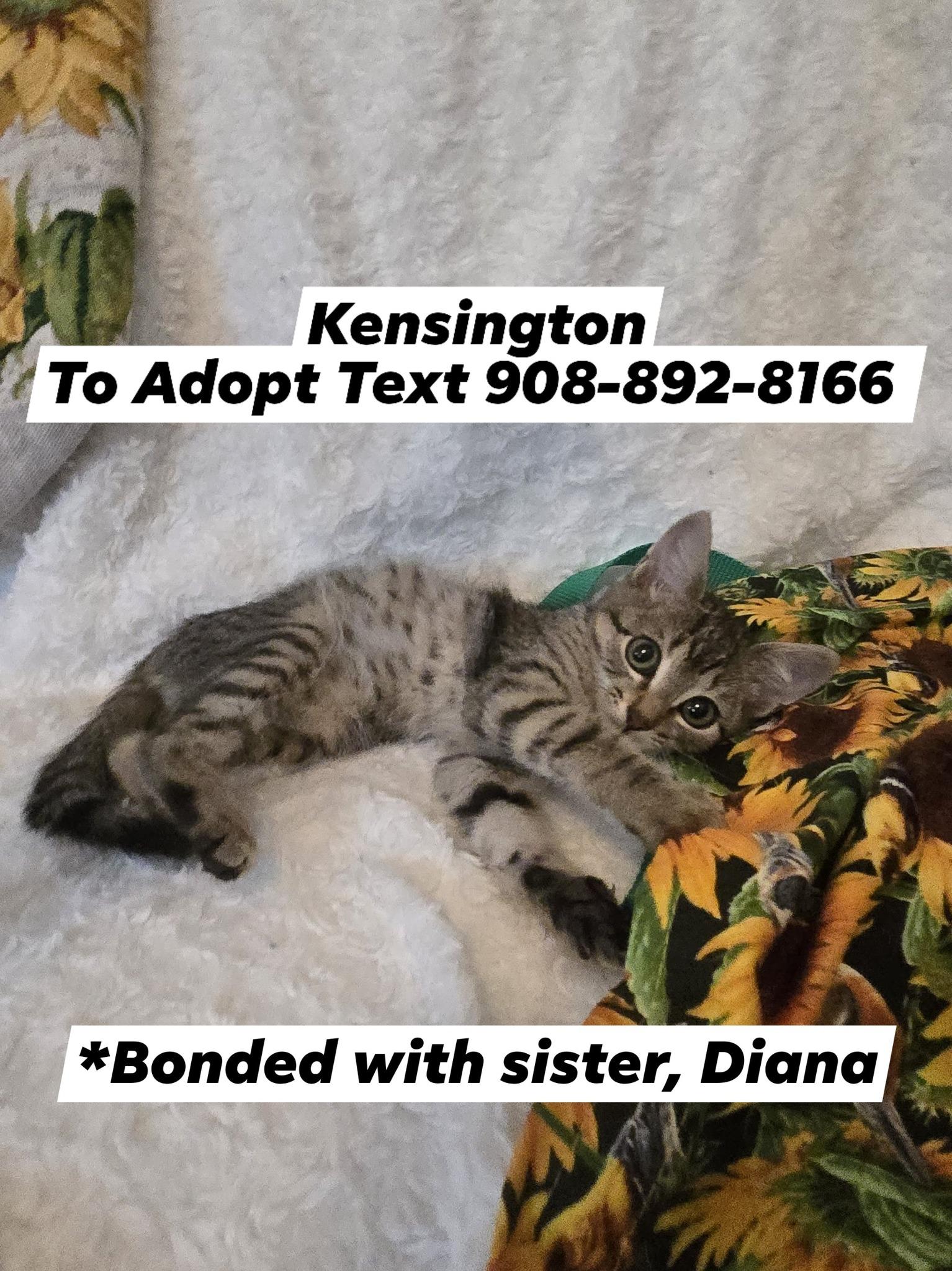 Enlarge Diana and Kensington, a Adopted mixed breed in Bridgewater, NJ image 6/6