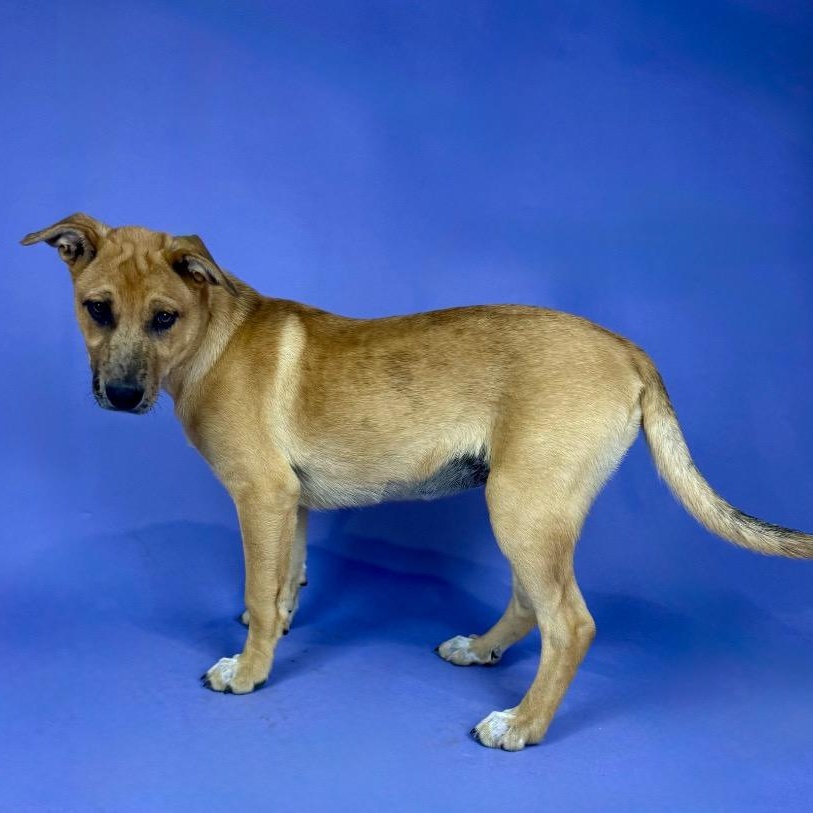 Enlarge Frida, a Adoptable mixed breed in Alvin, TX image 2/3