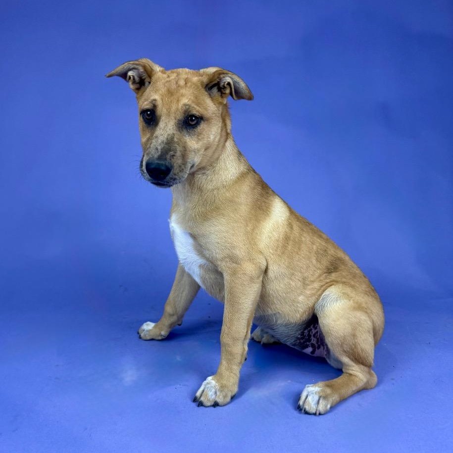 Frida, Adoptable, Young Female Catahoula Leopard Dog & German Shepherd Dog.