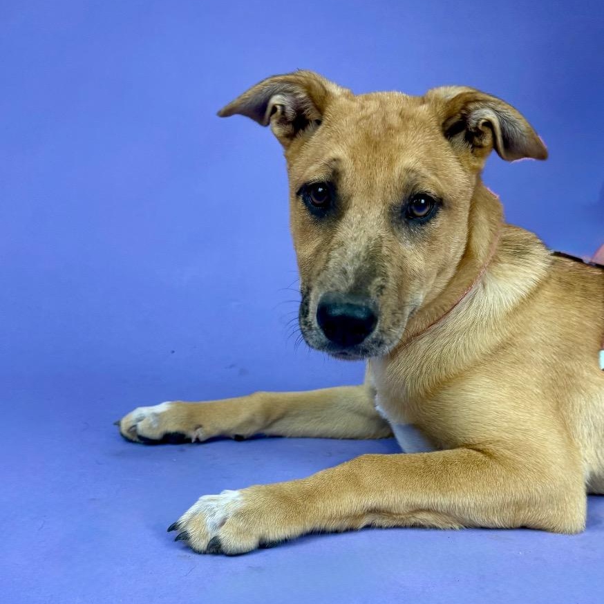 Enlarge Frida, a Adoptable mixed breed in Alvin, TX image 3/3
