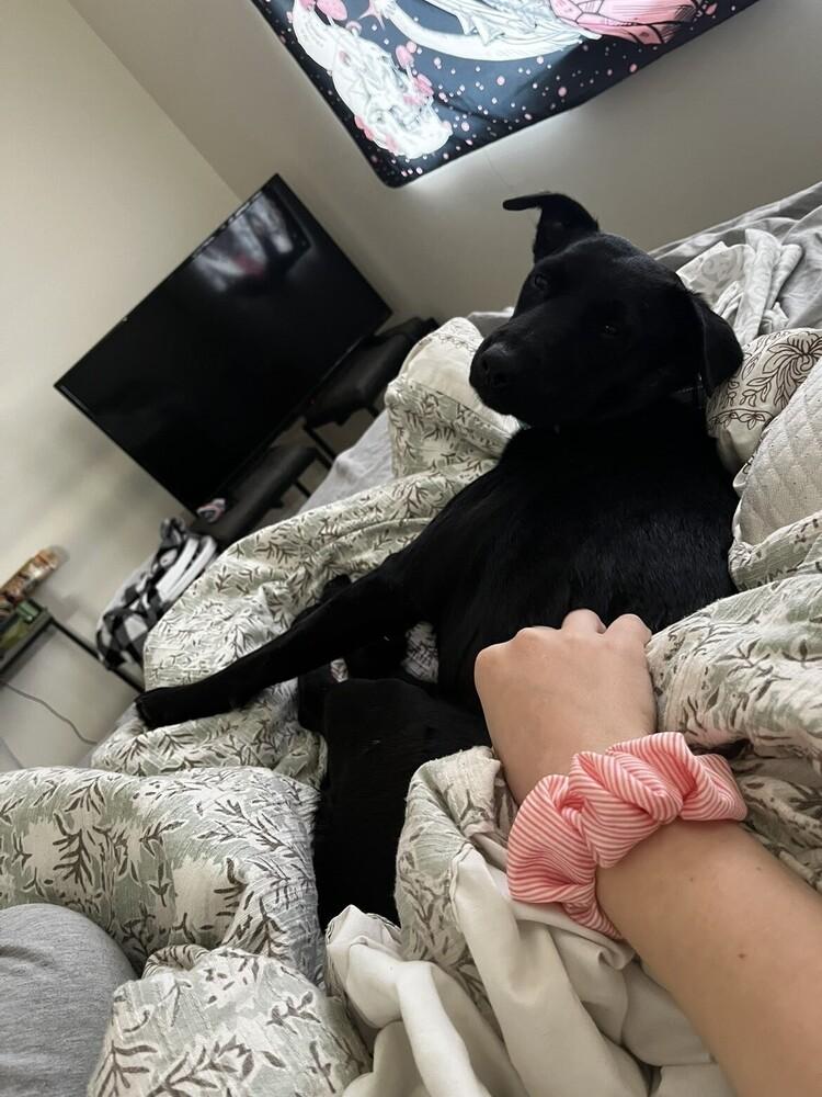 Dahlia, Adoptable, Senior Female Australian Kelpie.