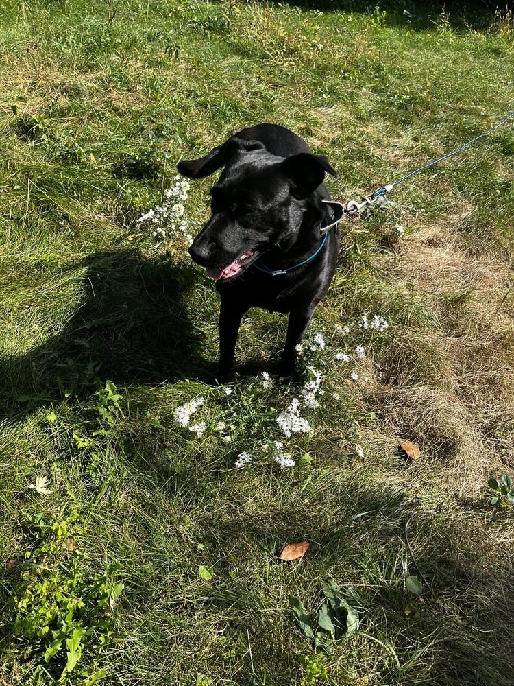 Enlarge Dahlia, a Adoptable Australian Kelpie in Oakdale, CA image 2/4