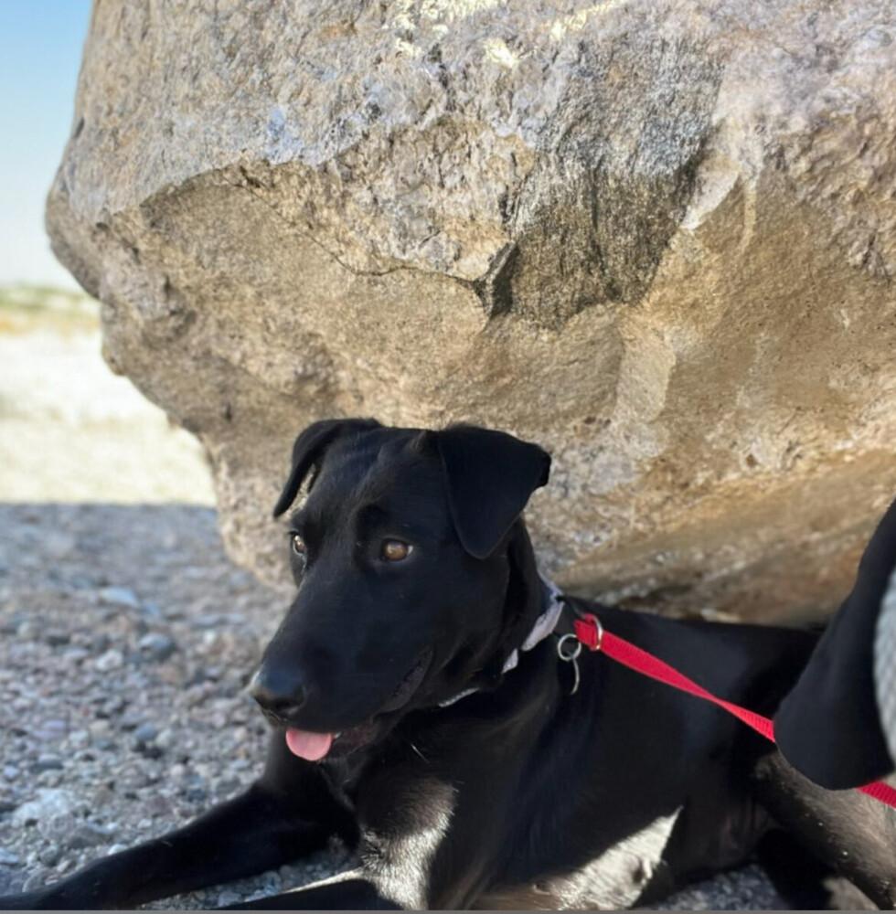 Enlarge Dahlia, a Adoptable Australian Kelpie in Oakdale, CA image 3/4