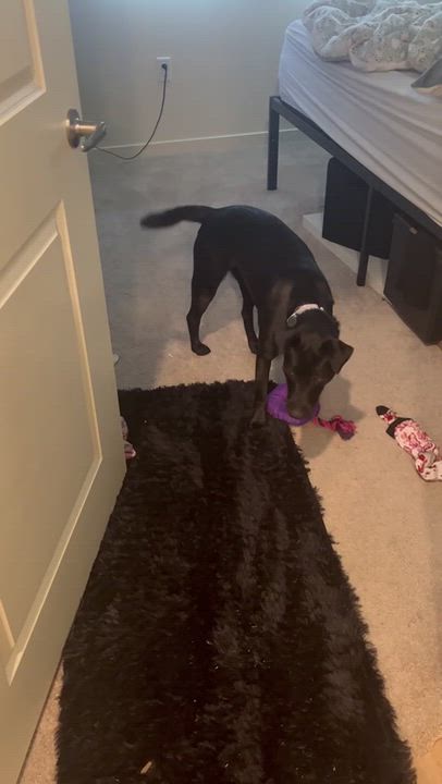 Enlarge Dahlia, a Adoptable Australian Kelpie in Oakdale, CA video 5/6