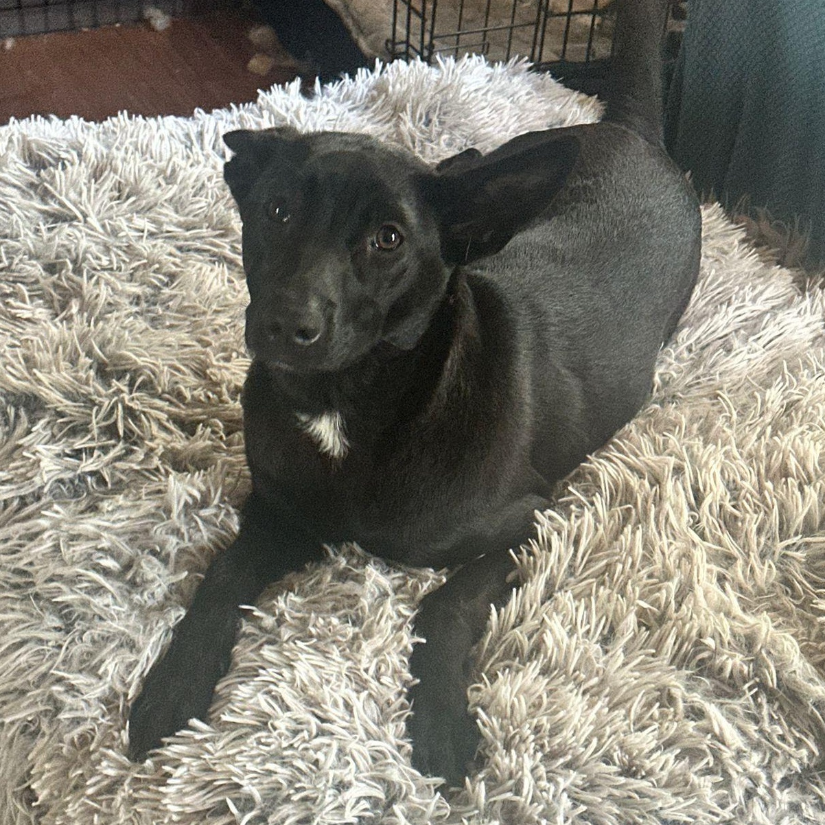 Enlarge Ady, a Adoptable mixed breed in Annapolis, MD image 6/6