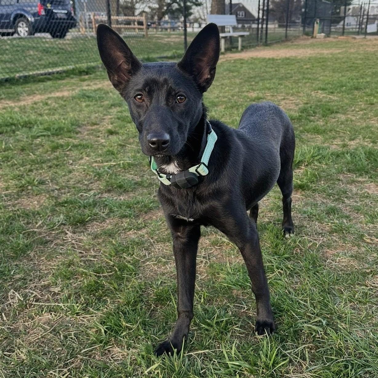 Enlarge Ady, a Adoptable mixed breed in Annapolis, MD image 3/6